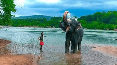 Kodanadu Elephant Camp